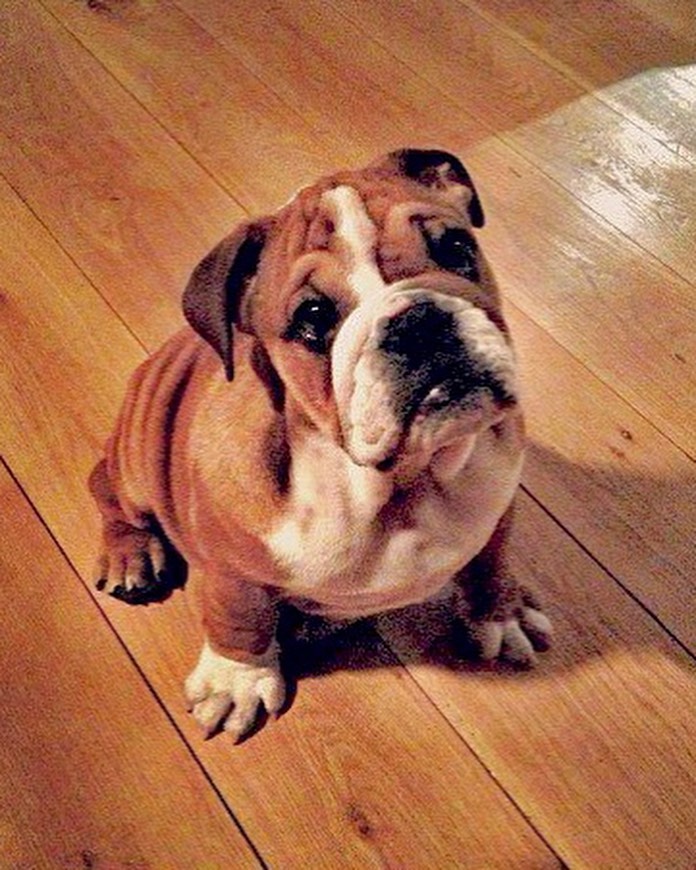 Roscoe fue compañero de Hamilton desde 2013. Fotos: Instagram de Roscoe